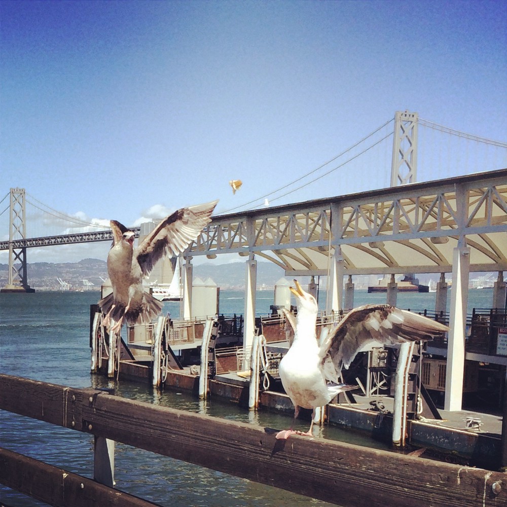 Homeless lady was playing catch with the seagulls.