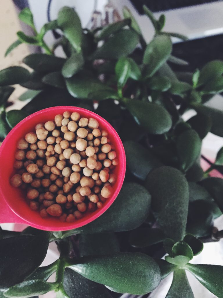 Plants need food too