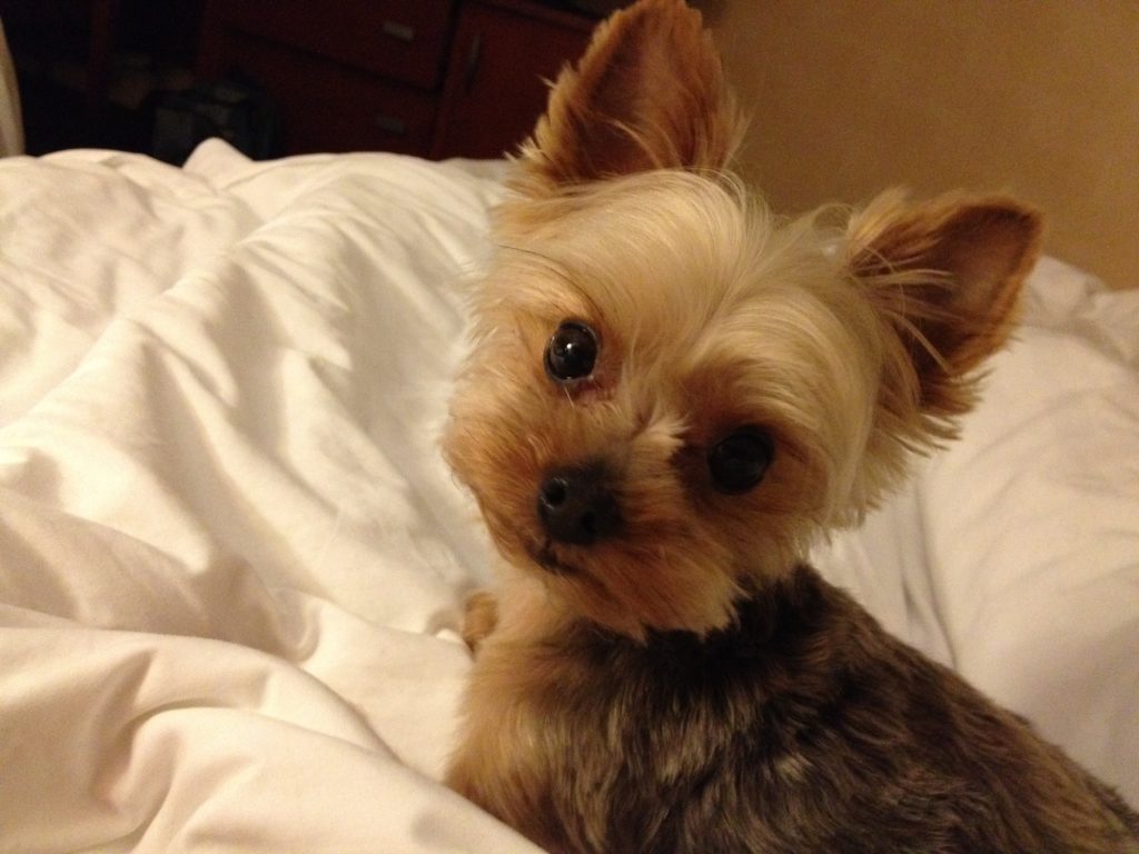 Toby is one adorbs doge. 