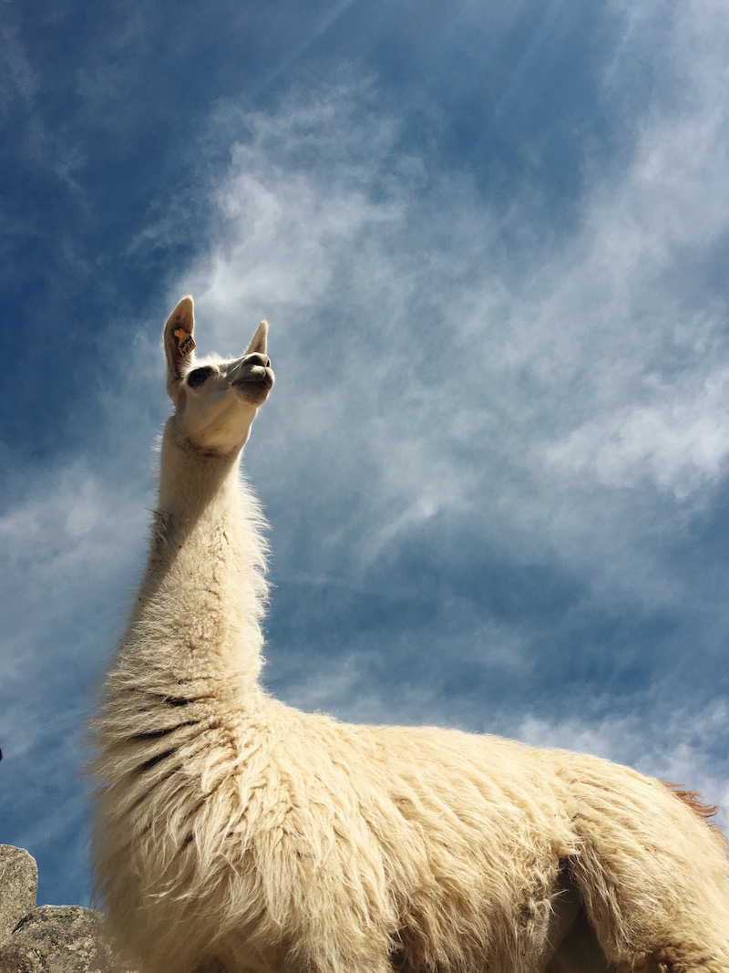 llama looking epic