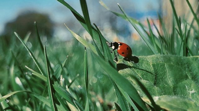 photo of ladybug on blade of grass