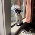 cat sitting by the window at a cat caffe