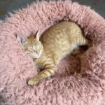 cat snuggling in a pink fluffy bed at a cat caffe