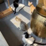 4 cats at a cat caffe on various platforms